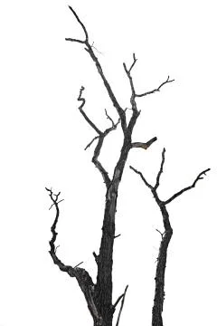 Dry bare branches isolated on white background Stock Photos