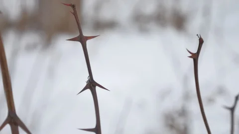 Dry bare tree branch with sharp thorns o... | Stock Video | Pond5