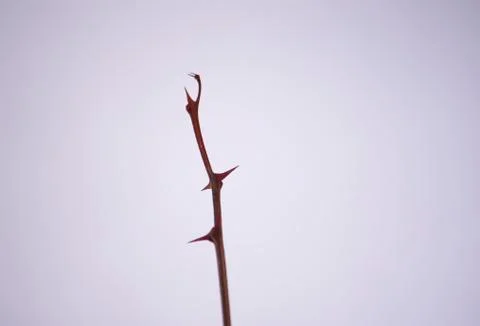Dry bare tree branch with sharp thorns on snow background. Stock Photos