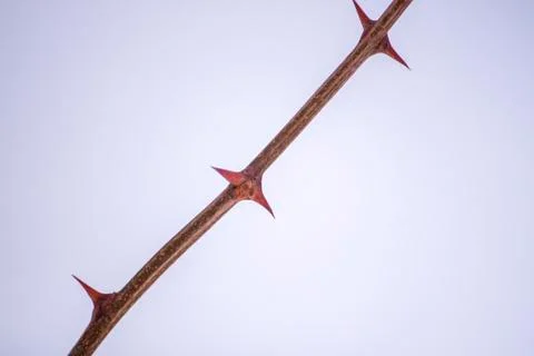 Dry bare tree branch with sharp thorns on snow background. 写真素材