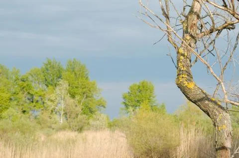 Dry bare tree Stock Photos