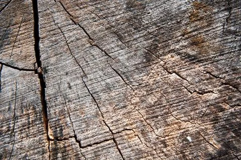 Dry bark pattern Stock Photos