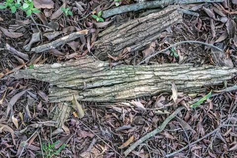 Dry Bark Pieces on Fallen Leaf Litter Stock Photos