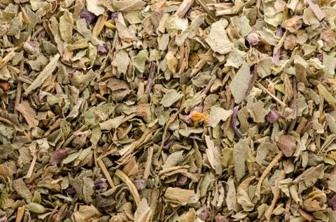 Dry basil Stock Photos