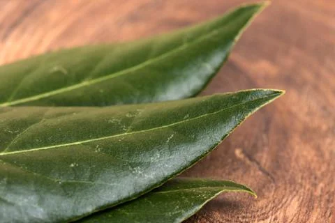 Dry bay leaf Stock Photos