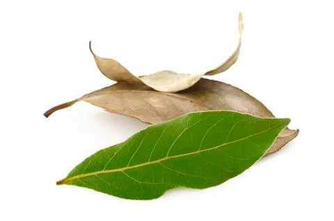 Dry bay leaf Stock Photos