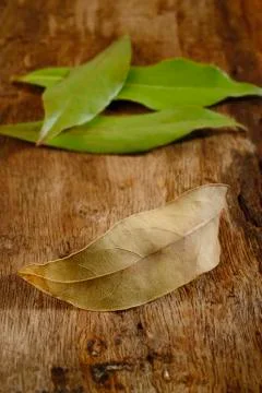Dry bay leaf Stock Photos
