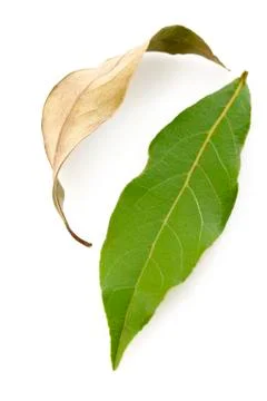 Dry bay leaf Stock Photos