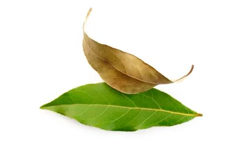 Dry bay leaf Stock Photos