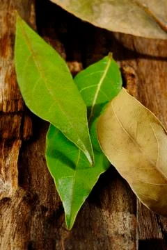 Dry bay leaf Stock Photos