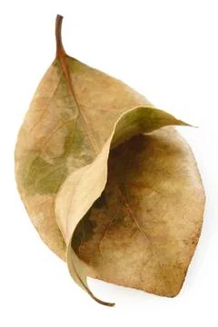 Dry bay leaf Stock Photos