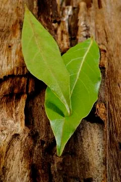 Dry bay leaf Stock Photos
