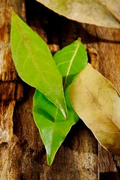 Dry bay leaf Stock Photos