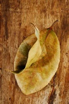 Dry bay leaf Stock Photos