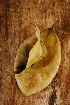 Dry bay leaf Stock Photos