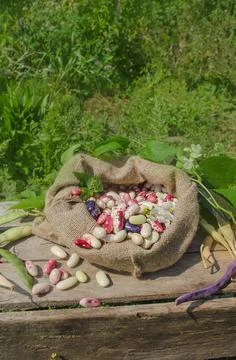 Dry beans in burlap sack Stock Photos