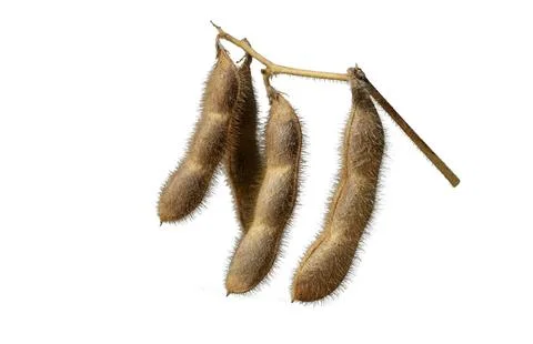 Dry beans of the soybean Stock Photos