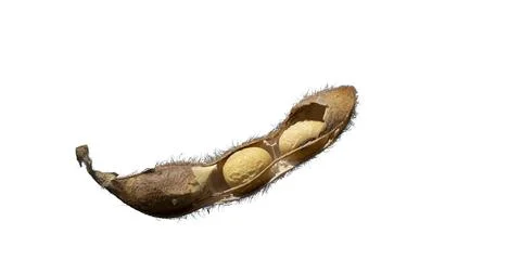 Dry beans of the soybean Stock Photos