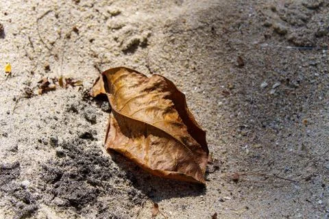 Dry beautiful leaf with its shadow on the sand beach Stock Photos