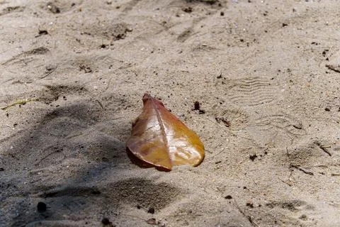 Dry beautiful leaf with its shadow on the sand beach Stock Photos