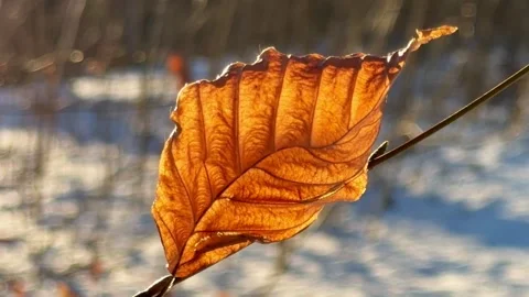 Dry beech leaves remain on the branches all winter and fall off when new leaves Stock Footage 329254080