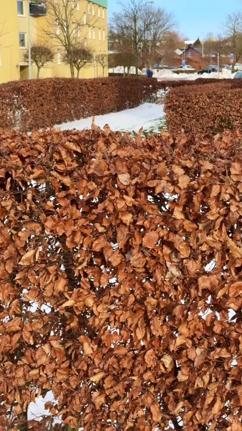 Dry beech leaves remain on the branches all winter and fall off when new leaves Stock Footage 329254083