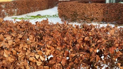 Dry beech leaves remain on the branches all winter and fall off when new leaves Stock Footage 329254595