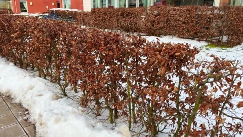 Dry beech leaves remain on the branches all winter and fall off when new leaves Stock Footage 329254599