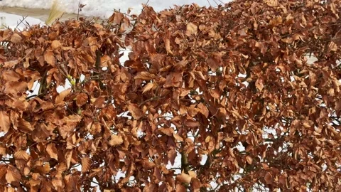 Dry beech leaves remain on the branches all winter and fall off when new leaves Stock Footage 329254602