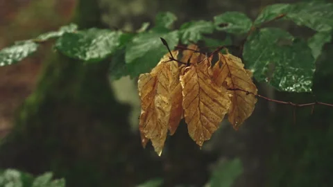 Dry beech leaves wet from the rain. In the background summer green leaves Video stock 214435900