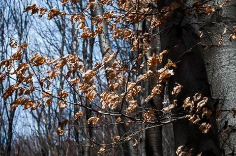 Dry beech tree leaves Stock Photos