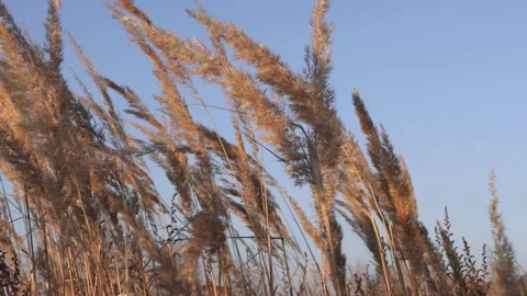 Dry beige branches of reed against a blue sky are slowly moving Stock Footage 162686097