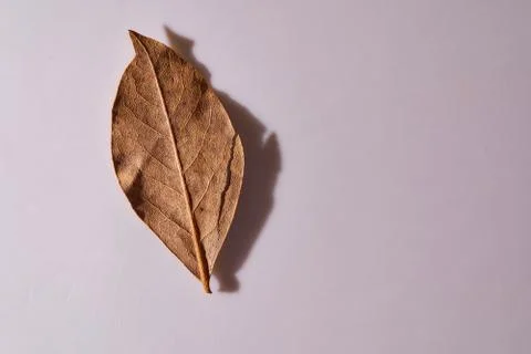 Dry bench leaf on a white background. Close-up. Macro effect photo Stock Photos