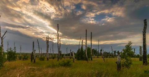 Dry birch on a background of thunderstorms. Stock Photos