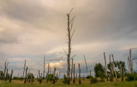 Dry birch on a background of thunderstorms. Stock Photos