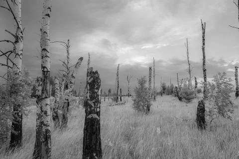 Dry birch on a background of thunderstorms. Foto stock