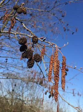 Dry birch fruit Stock Photos