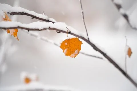 Dry birch leaf under snow in winter Stock Photos
