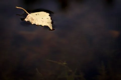 Dry birch leaf on water Stock Photos