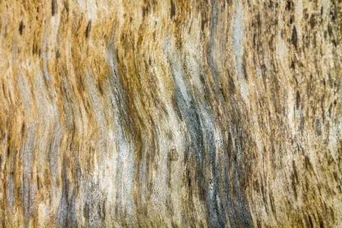 Dry birch texture Foto stock