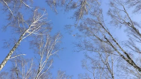 Dry birch tree in snowy winter forest. Stock Footage 150695581