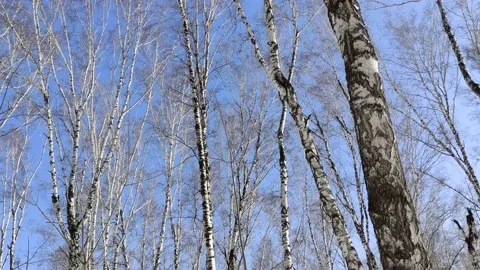 Dry birch tree in snowy winter forest. Stock Footage 150696613