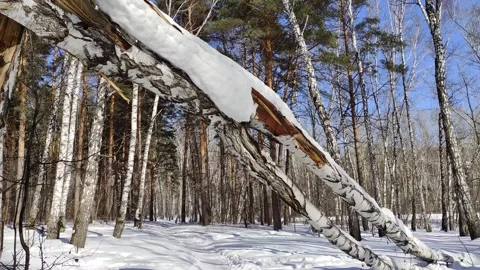 Dry birch tree in snowy winter forest. Stock Footage 150696729