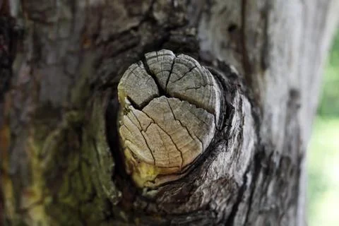 Dry bitches on a tree Stock Photos