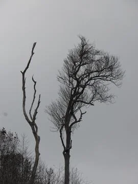 Dry black tree Stock Photos