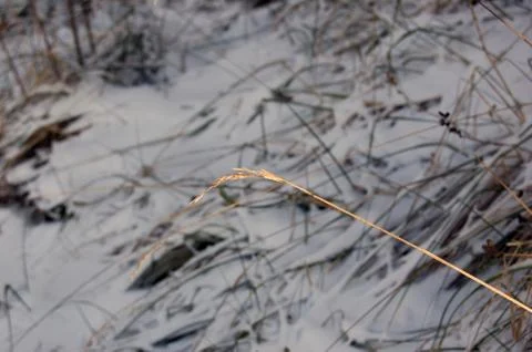 Dry blade Stock Photos