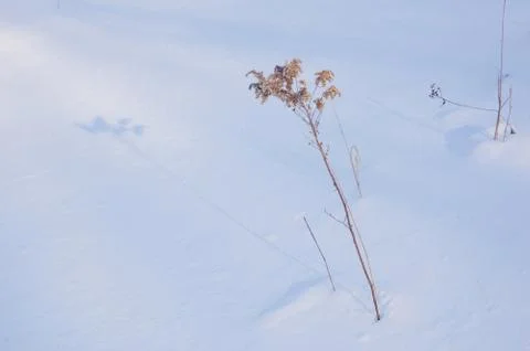 Dry blade Stock Photos