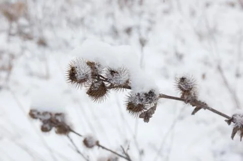 Dry blade Stock Photos