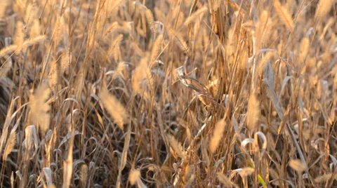 Dry Blured Grass With Focus Motion through the Scene Stock Footage 33403538