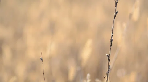 Dry Blured Grass With Focus Motion through the Scene Stockbeeldmateriaal 33403611